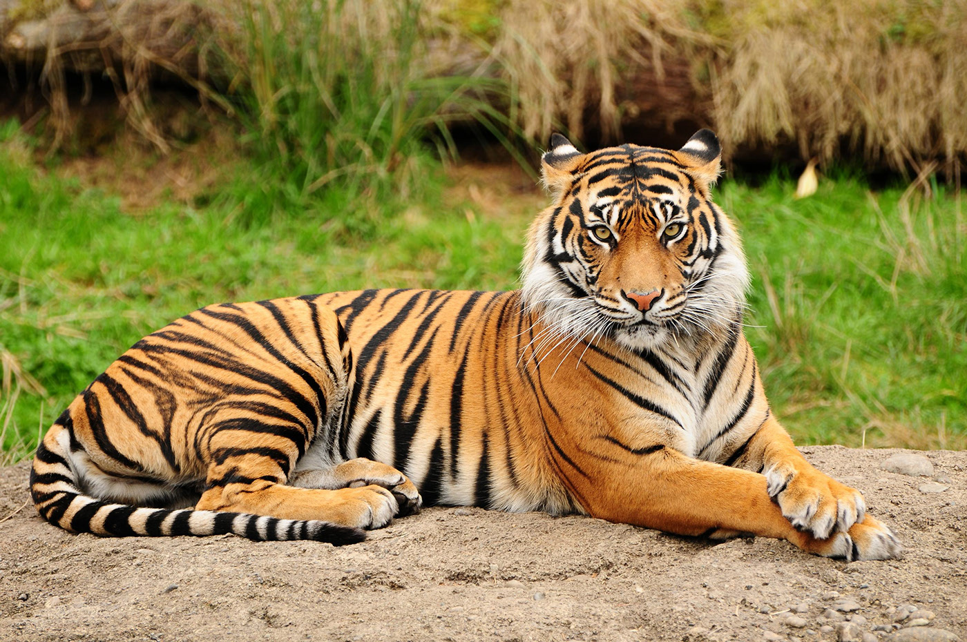 SUNDARBANS KOLKATA